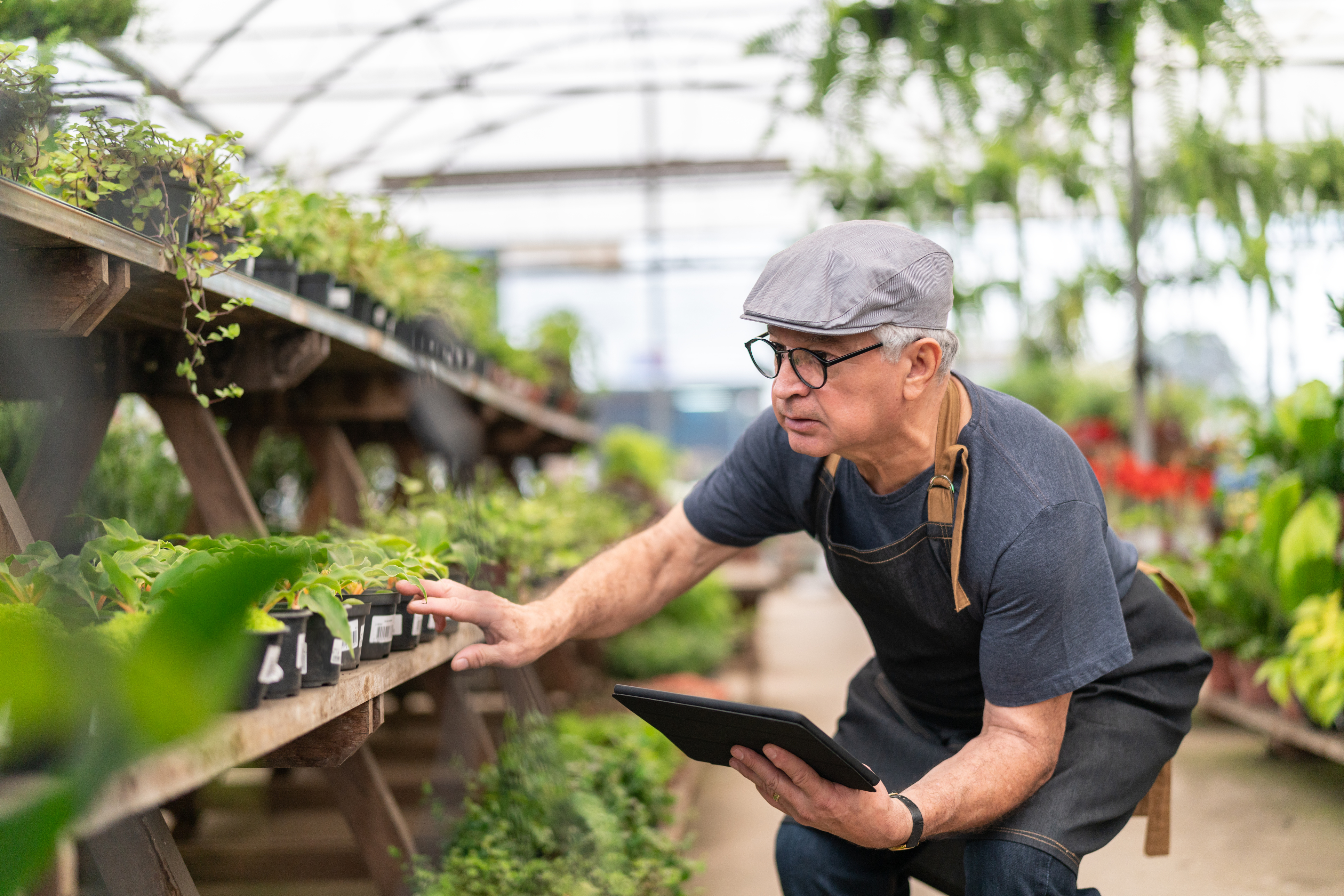 Plant nursery worker examining plants using digital tablet