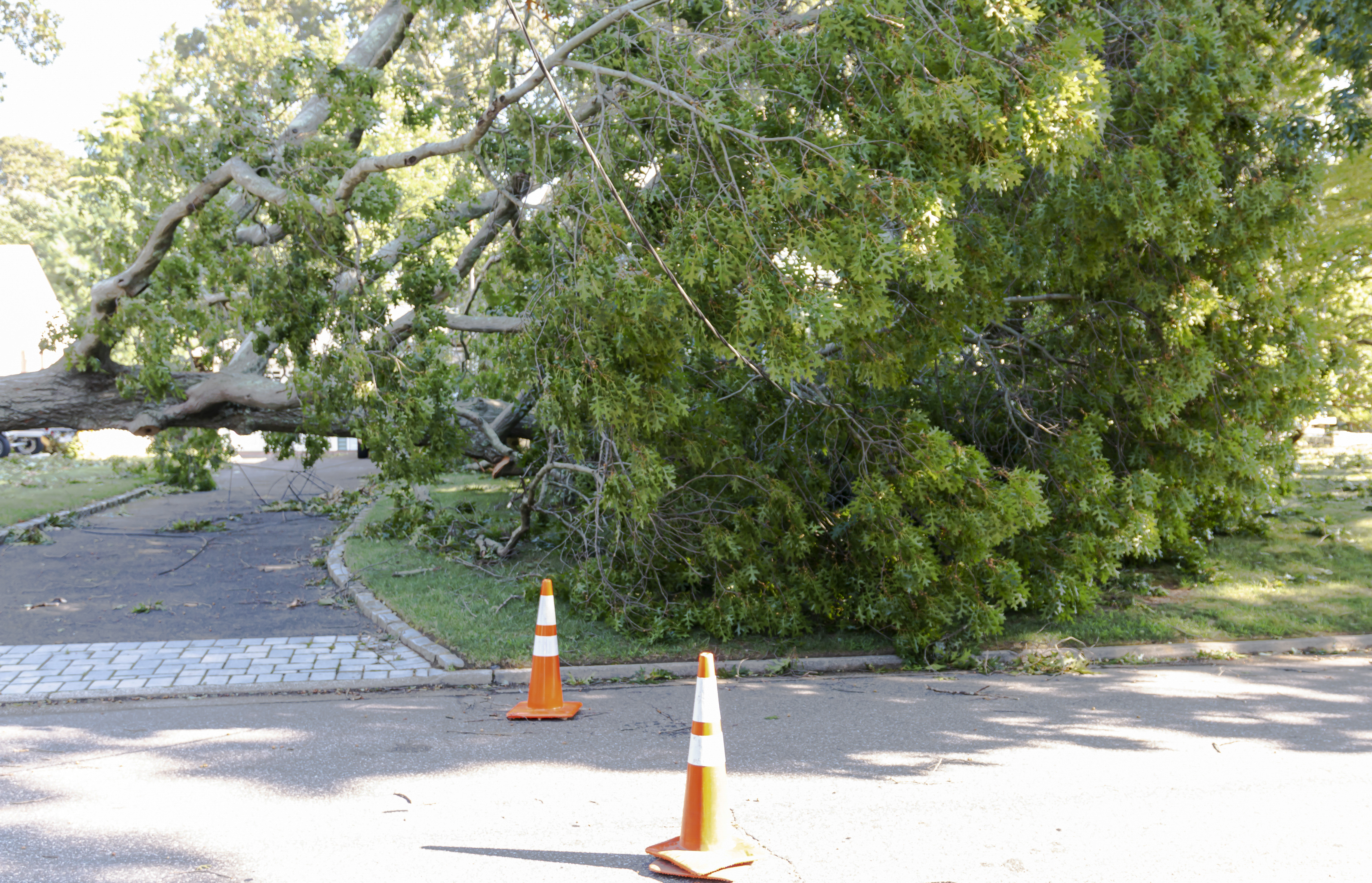 Tree damage from a storm